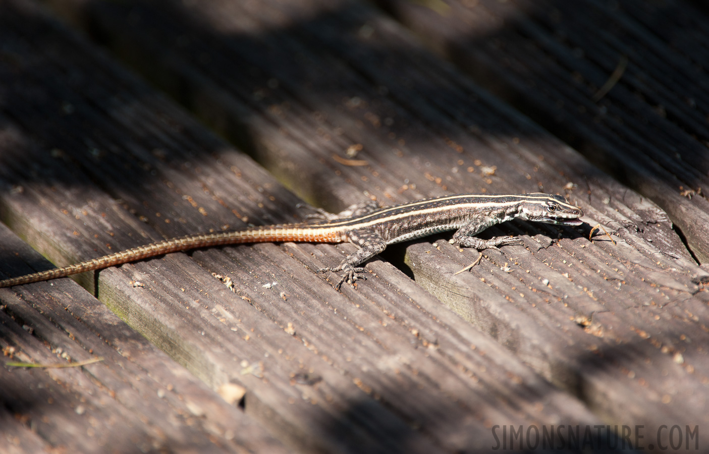 Platysaurus intermedius wilhelmi [550 mm, 1/400 Sek. bei f / 8.0, ISO 400]